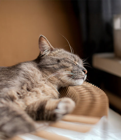 cómo viajar con gatos sin estrés